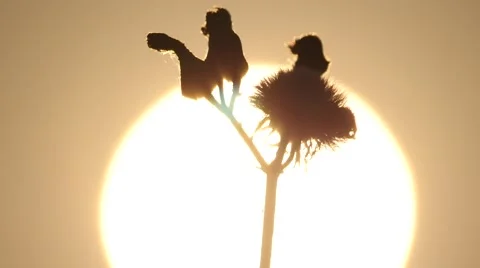 Flower in sunset:4K Stock Footage 50411231