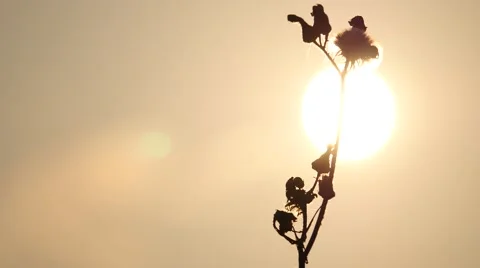 Flower in sunset:4K Stock Footage 53251509