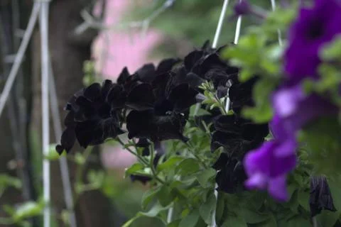 Flower, surfium. Stock Photos