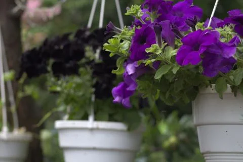 The flower of the surfium Stock Photos