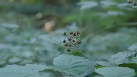 A flower surrounded by lush forest leaves, Extreme close-up Stock Footage 307703972