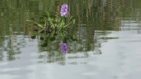 Flower in a swamp 4K Stock Footage 49055392
