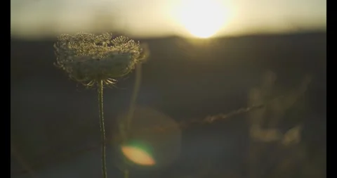 Flower swayed by the wind born in a garbage dump Stock Footage 279066062