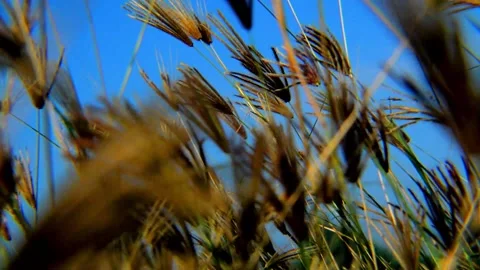 Flower swaying Video stock 230211706