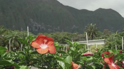 Flower Swaying by the Mountains 库存影片 231745520