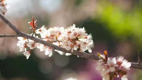A flower swaying in the spring breeze Stock Footage 257166904