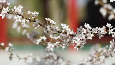 A flower swaying in the spring wind 動画素材 257168462