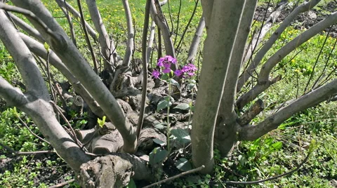 Flower Swaying in the Wind in the Fig Tree Stock Footage 62978747
