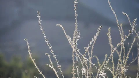 The flower swaying in the wind Stock Footage 82747859