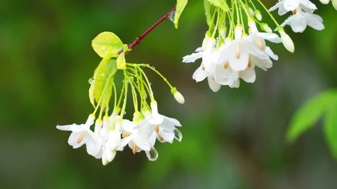 Flower swaying in the wind. 库存影片 110625889
