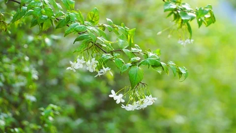 Flower swaying in the wind. 库存影片 110625900