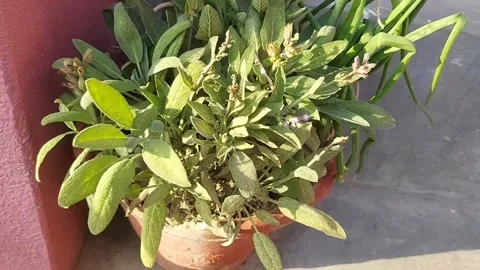 Flower swaying in the wind Stock Footage 153740630