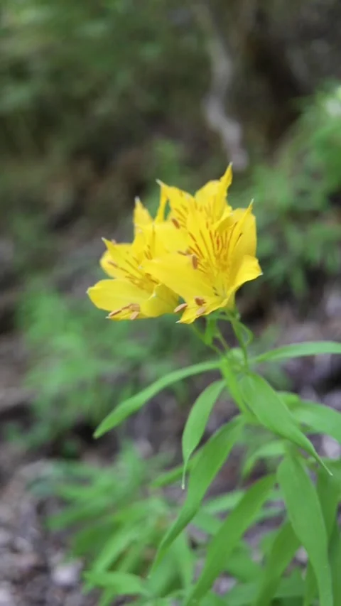 A flower swaying in the wind on the mountain trail Stock Footage 327876091
