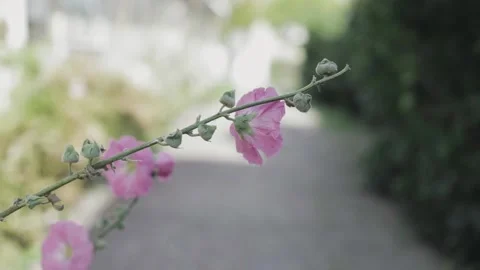 Flower swaying in the wind over a path Stock Footage 172531190
