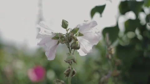 Flower swaying in the wind in the summer Stock Footage 172531211