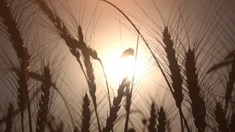 The flower swaying in the wind at sunset. Stock Footage 82748554