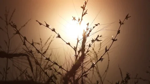 The flower swaying in the wind at sunset. Video stock 82748567