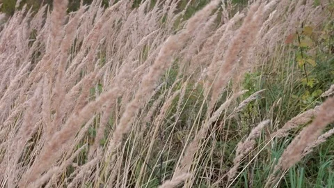 Flower sways in the wind during the day 動画素材 81255605