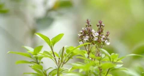 Flower Sweet basil close up. Stock Footage 250075112