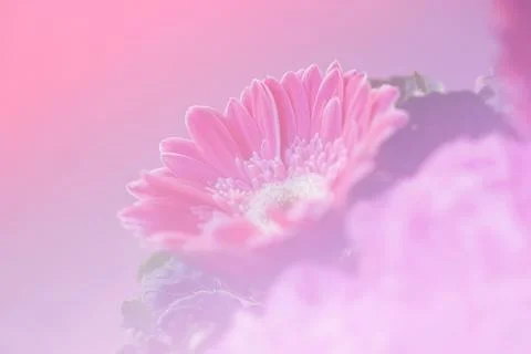 Flower on sweet filter Stock Photos