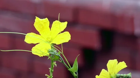 Flower swinging in the wind Stock Footage 50414484