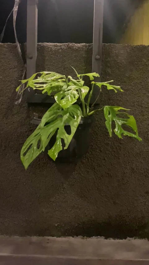 Flower (swiss cheese plant) Stock Footage 221964053