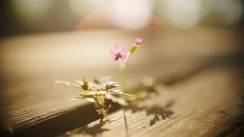 Flower on a table Stock Footage