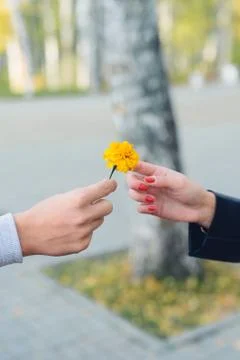 Flower of tagetes Foto stock