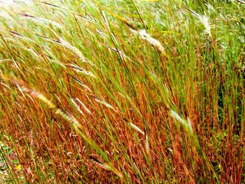 Flower of Tangle head grass in the wind Stock Photos