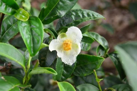 Flower tea Foto stock