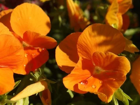 Flower with tear drops Stock Photos