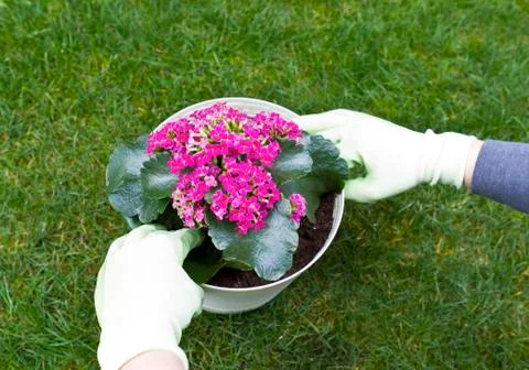 Flower tending Stock Photos