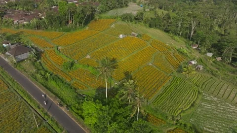 Flower Terraces Stock-Footage 254489205