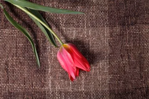 Flower on the texture background Stock Photos