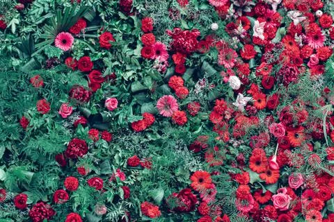 Flower texture background for wedding scene. Roses, peonies and hydrangeas Stock Photos