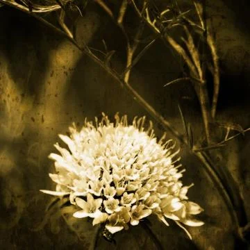 Flower with Texture Stock Photos