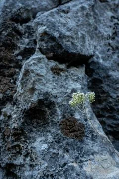 Flower in texture of a rock with lines Stock Photos