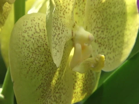 Flower  thailand 2010 Stock Footage 139242573