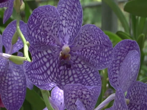 Flower thailand 2010 Stock Footage 139243797