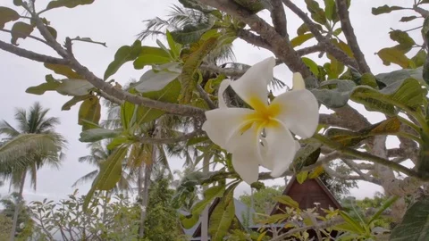 Flower in Thailand 動画素材 77528966