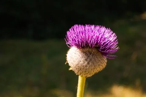 Flower of thistle on dark background Foto stock
