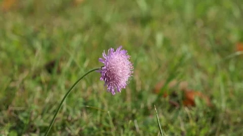 Flower of a thistle Stock Footage 255490377