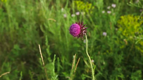 Flower thistles in a field 動画素材 65743909