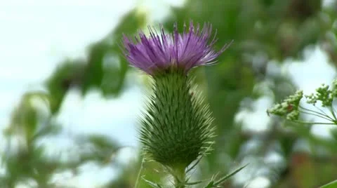 Flower of thorn Stock Footage 11479672