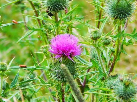 A flower with thorns Stock Photos
