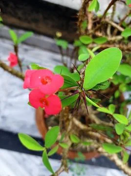Flower &amp; Thorns Stock Photos