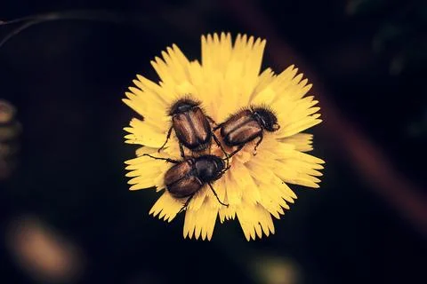 Flower with three bugs over Stock Photos