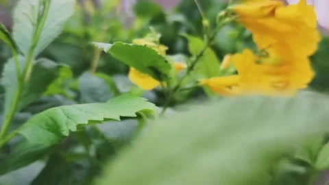 Flower through the leaves Stock Footage 320111747