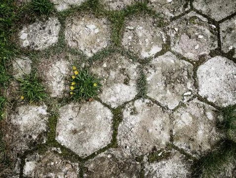 Flower through the pavement Stock Photos