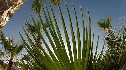 Flower Through The Sun Stock Footage 22104630